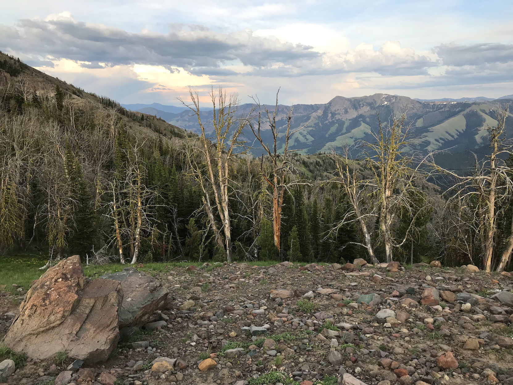 Ghost forest